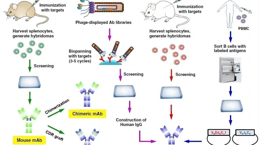單克隆抗體開(kāi)發(fā)的四個(gè)階段
